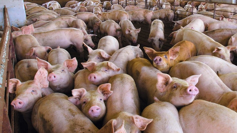 hog farming on trial